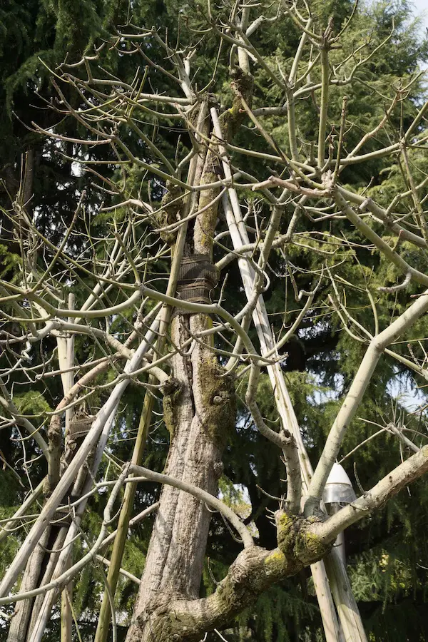 Aogiri Trees exposed to the bombing (2)